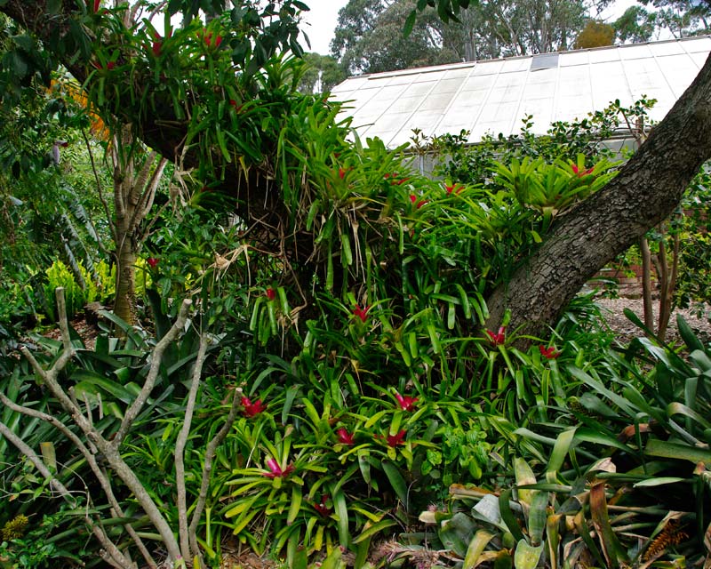 Bromeliads growing under trees at Wollongong Botanic Gardens
