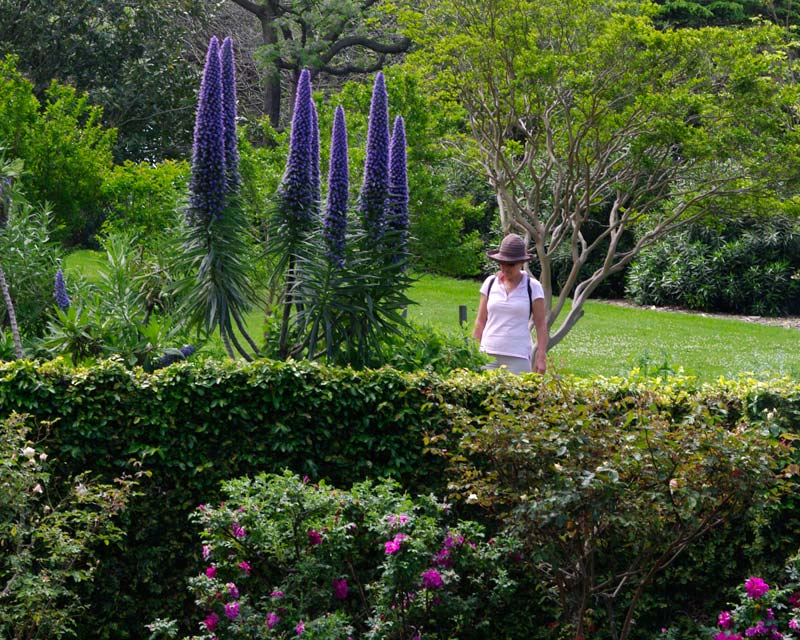 Giant Echium at Wollongong Botanic Gardens