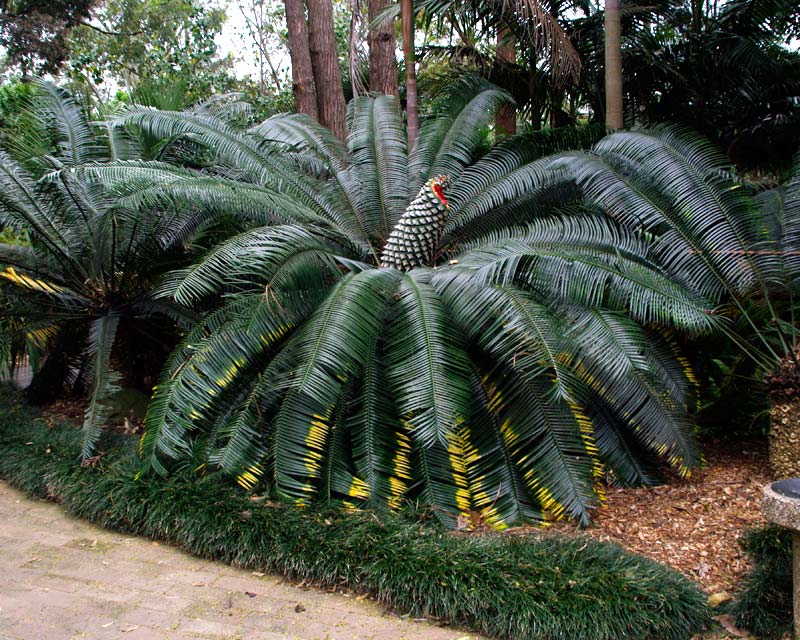 Lepidozamia peroffskyana, the Pineapple Zamia at Wollongong Botanic Gardens