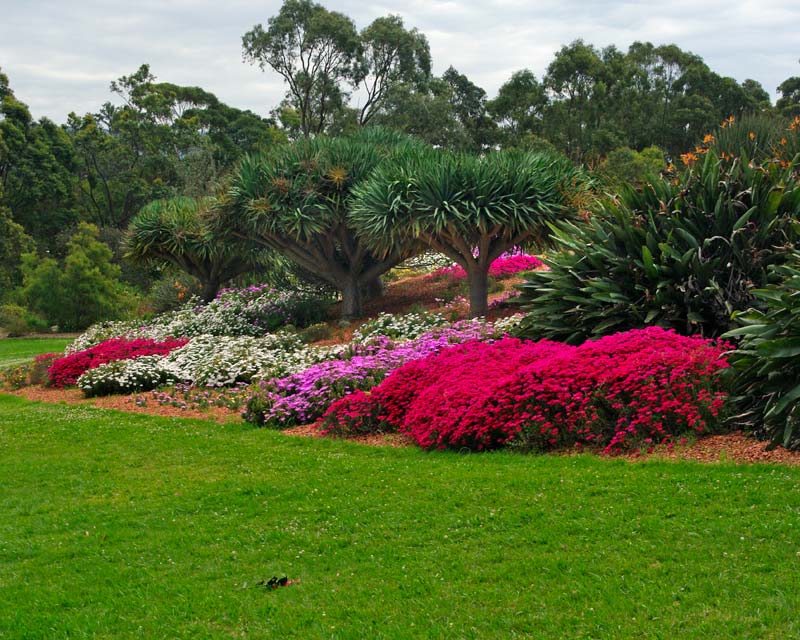 Succulents Garden at Wollongong Botanic Gardens