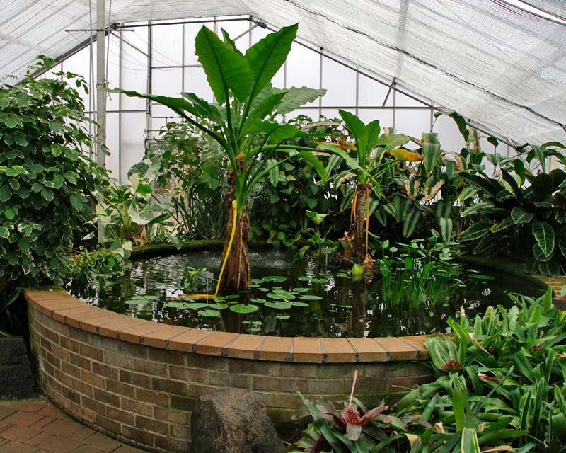 Tropical Glasshouse at Wollongong Botanic Gardens