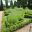 Lavender and Buxus Knot Garden - Nymans