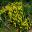 Nymans borders - yellow flowers - Calceolaria integrifolia