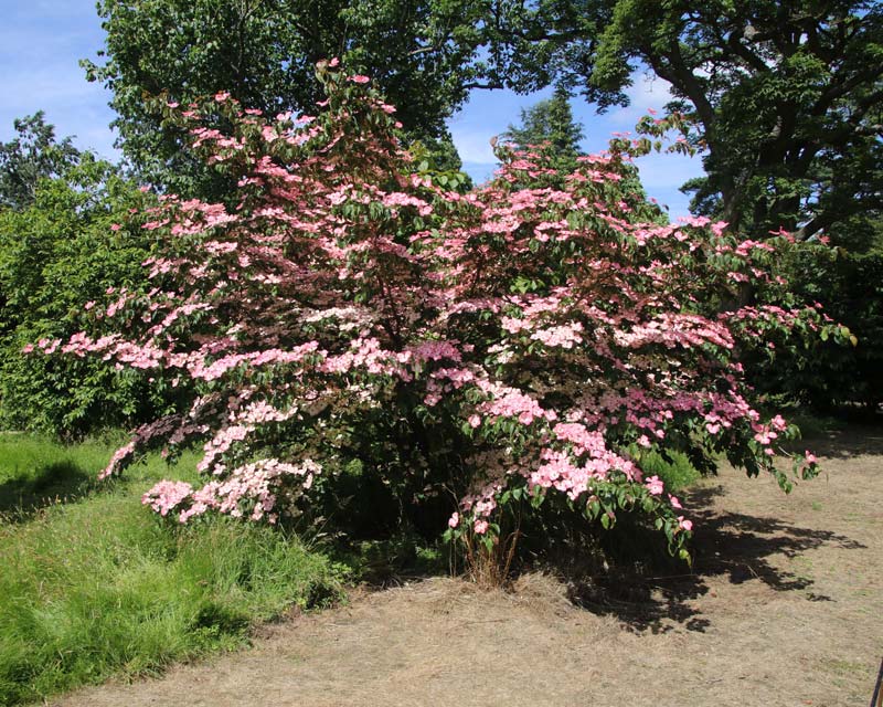 Cornus Kousa Satomi - covered with masses of pink flowers in early summer - Nymans