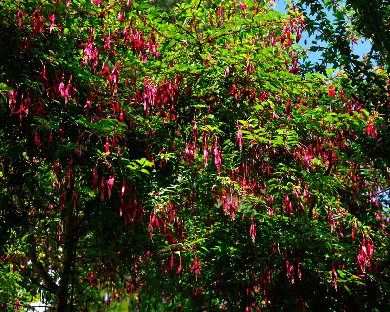 Shrub borders around the main walled garden - Fuchsia megellanica