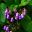 Nymans borders - purple bell shaped flowers - Jovellana punctata