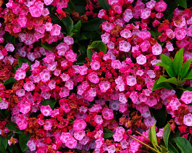 Delicate brilliant pink flowers of Kalmia latifolia 'Ostbo Red' Nymans