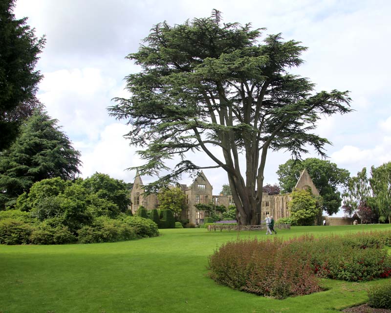 Huge Lebanese Cedar dominating the main lawn and house - Nymans