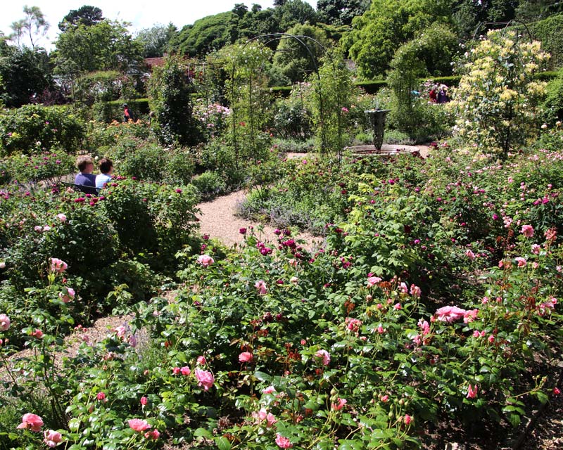 The Walled Rose Garden - Nymans