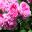 Rosa 'Duc de FitzJames  - bright pink flowers in Nymans Rose Garden