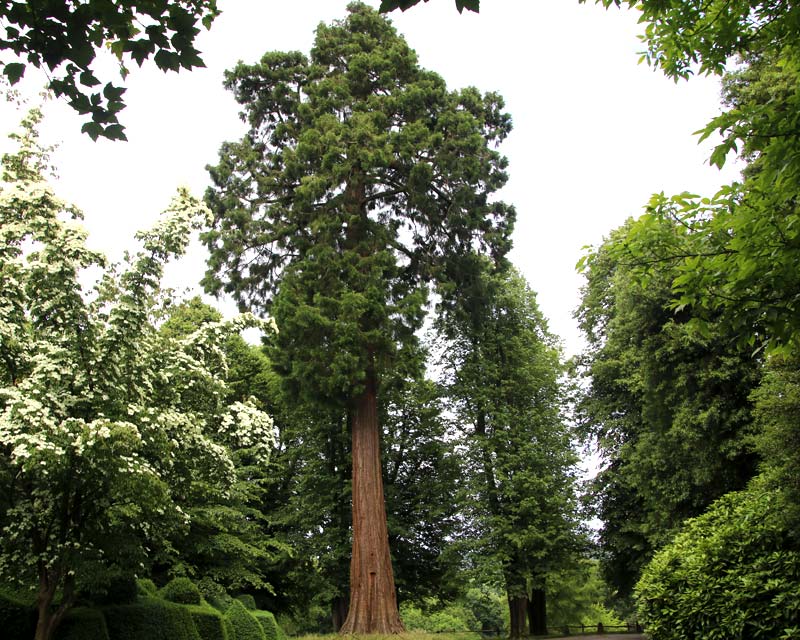 100 year old Sequoiadendron giganteum