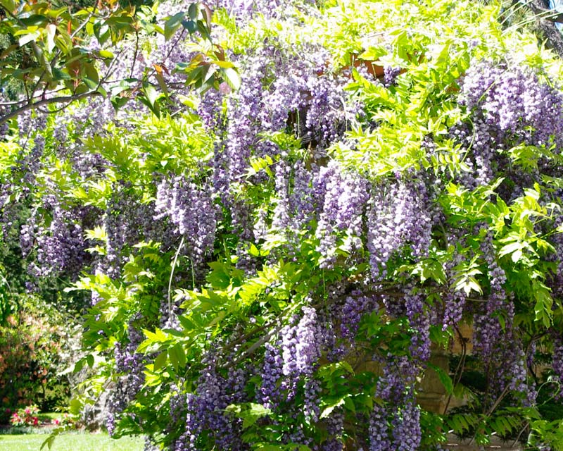 Wisteria flowers in spring