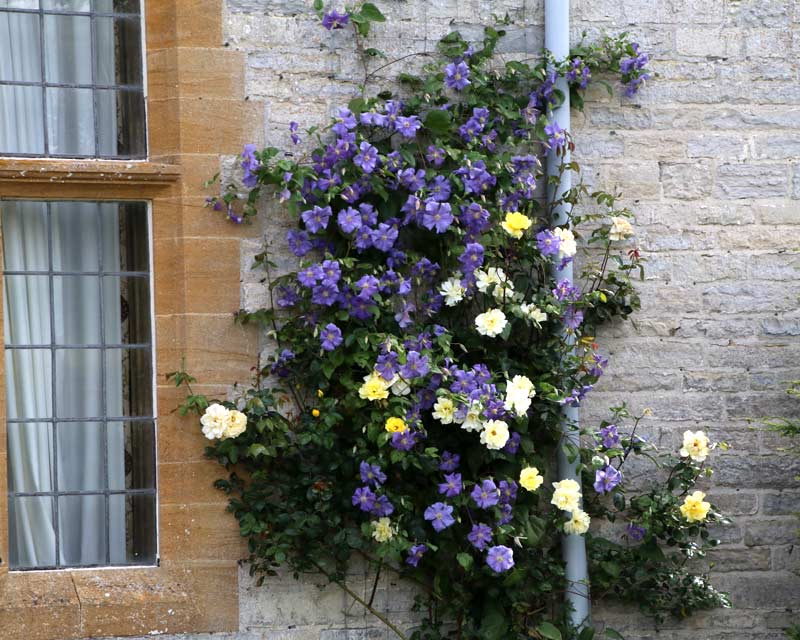 Clematis and Roses trained up the walls of the high - Lytes Cary Manor Gardens