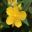 Hypericum erectum bright yellow flowers