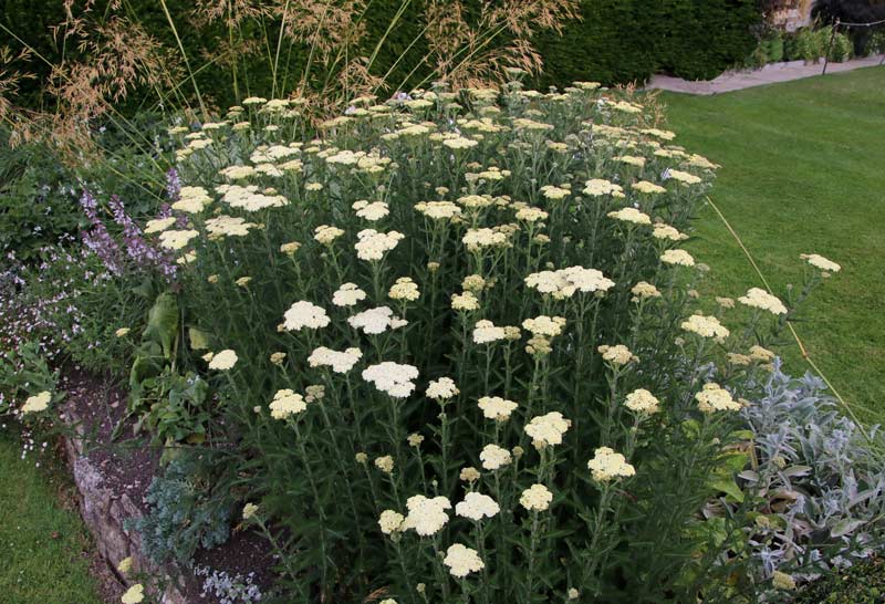 Cream Achillea flowers - Lytes Cary Manor Gardens
