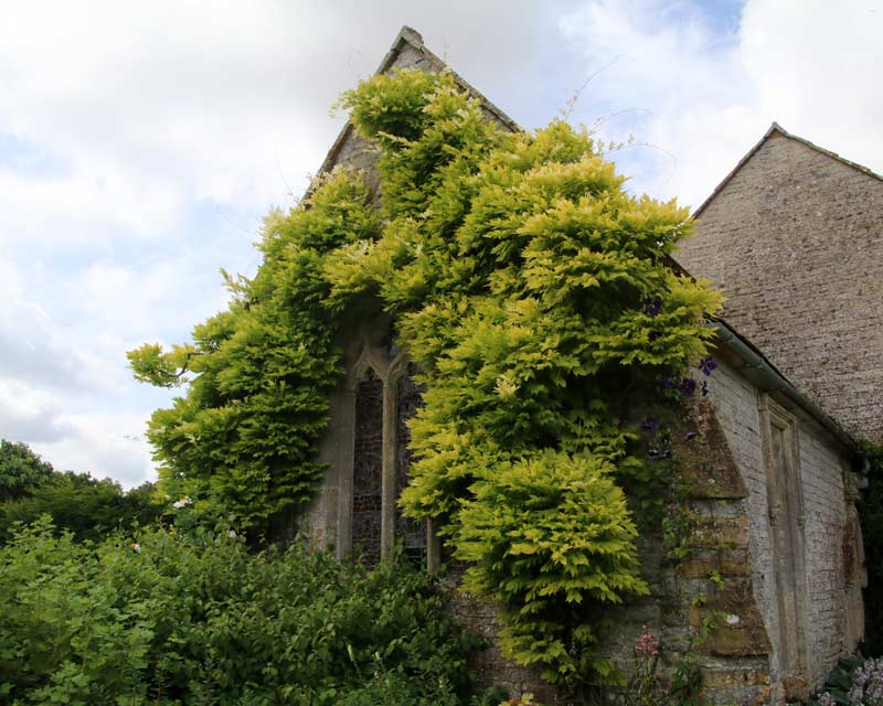 Wisteria on Walls of Chapel - Lytes Cary Manor Garden