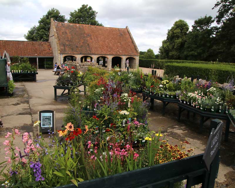 Wide range of plants available at the Garden Centre shop - Lytes Cary Manor Garden