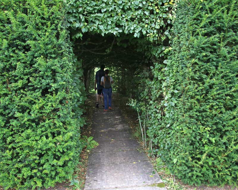 Hornbean Tunnel - Lytes Cary Manor Gardens