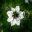 White flowers Love-in-the-Mist - Nigella damascena