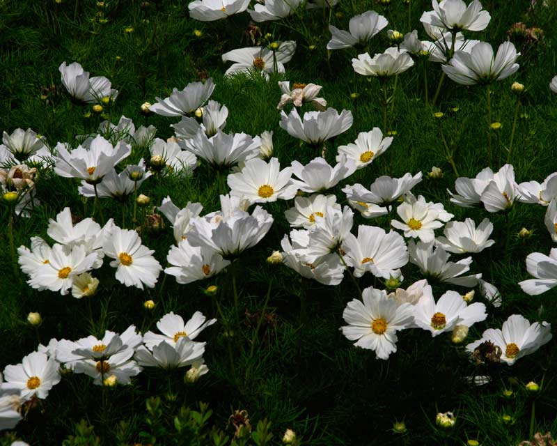 A mass display of white Cosmos in the White Garden - Sudeley Castle