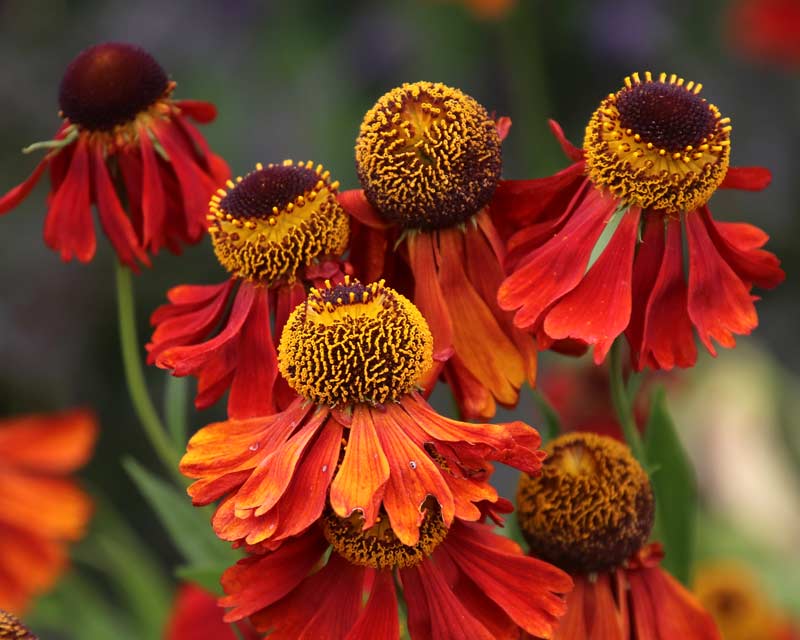 Bright red Helenium flowers in summer borders - Sudeley Castle