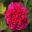 Deep pink double rose Rosa Sophy's Rose in Queen's Garden, Sudeley Castle