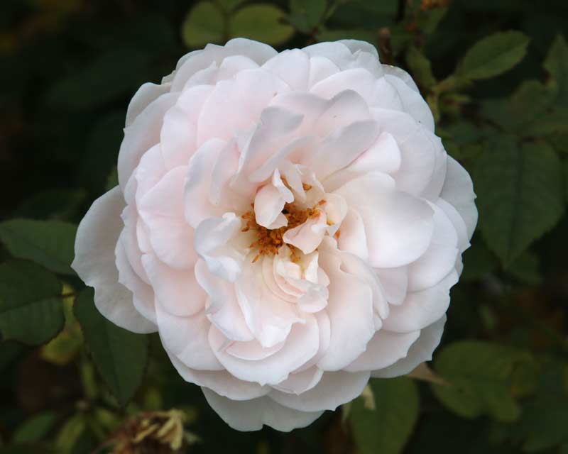 Delicate pale pink rose, Rosa Lochinvar in Queen's Garden - Sudeley Castle