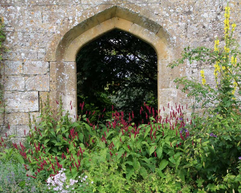 Red flowere Persicaria within the Tithe Barn Ruins - Sudeley Castle