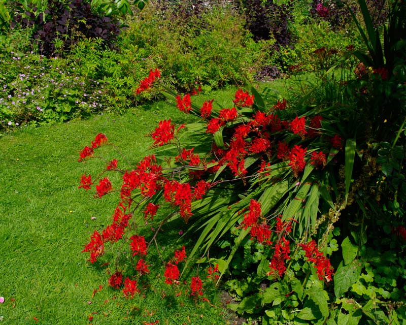 Bright red display of Crocosmia 'Lucifer' in garden borders