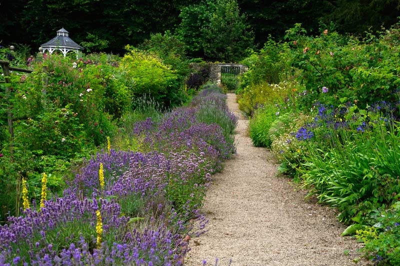 Lavender border Cerney Gardens