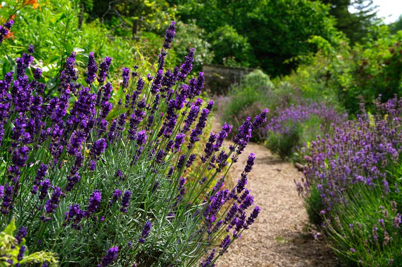 Lavender - Cerney Gardens