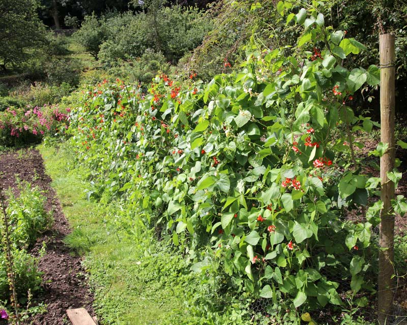Runner beans almost ready for harvesting - Kitchen Garden - Cerney Gardens