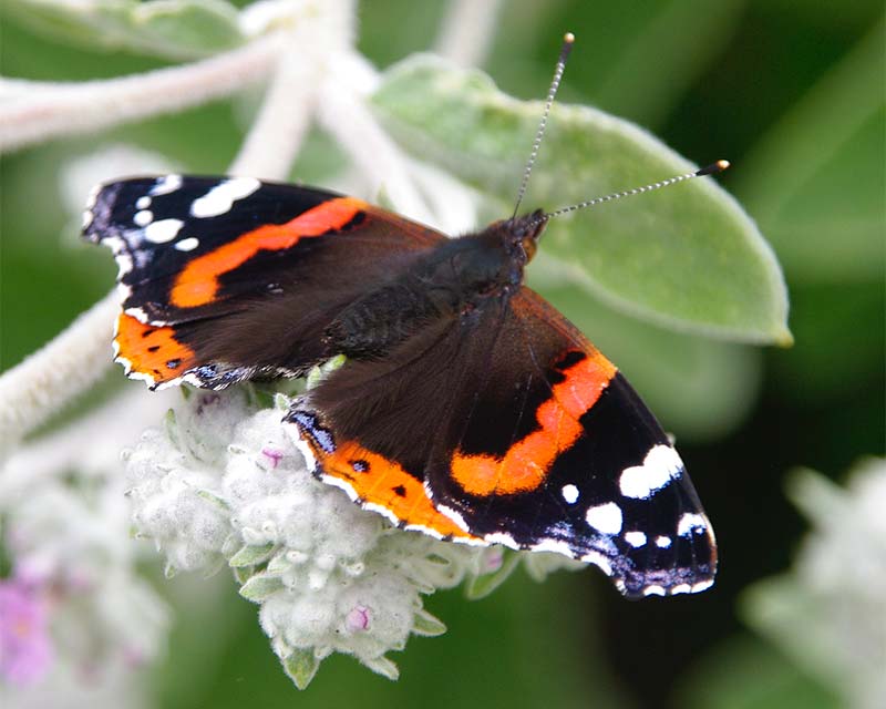 Kiftsgate Red Admiral