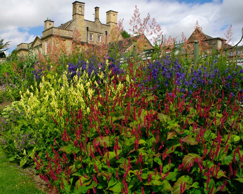 Bourton House Persicaria in the summer orders