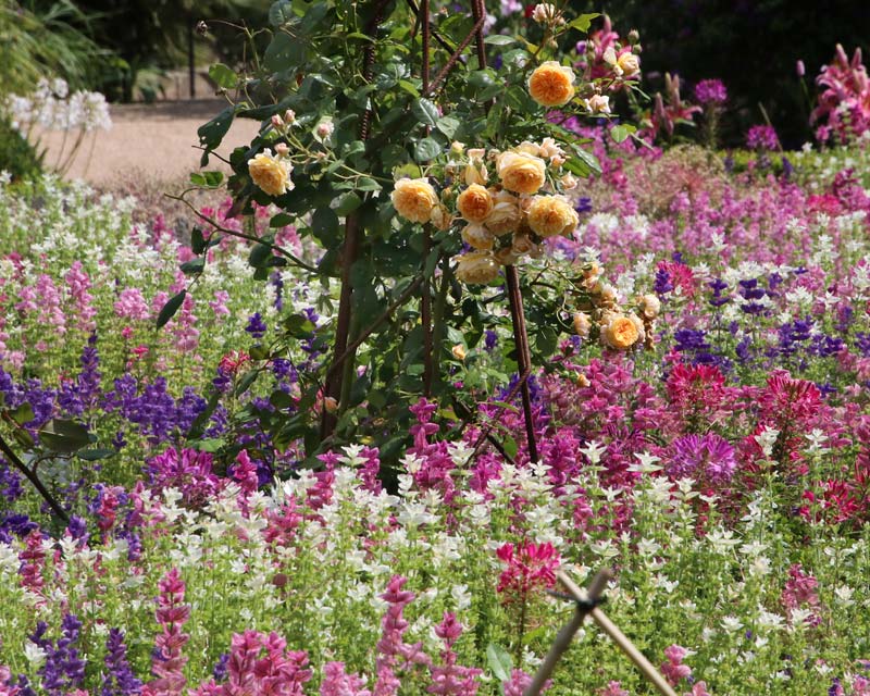 Arundel flower garden