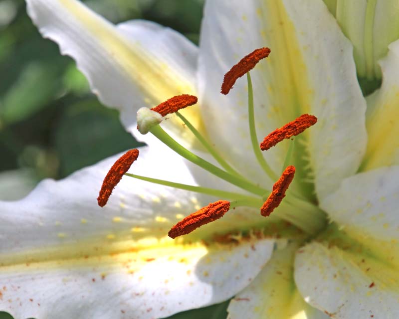 Arundel Lily