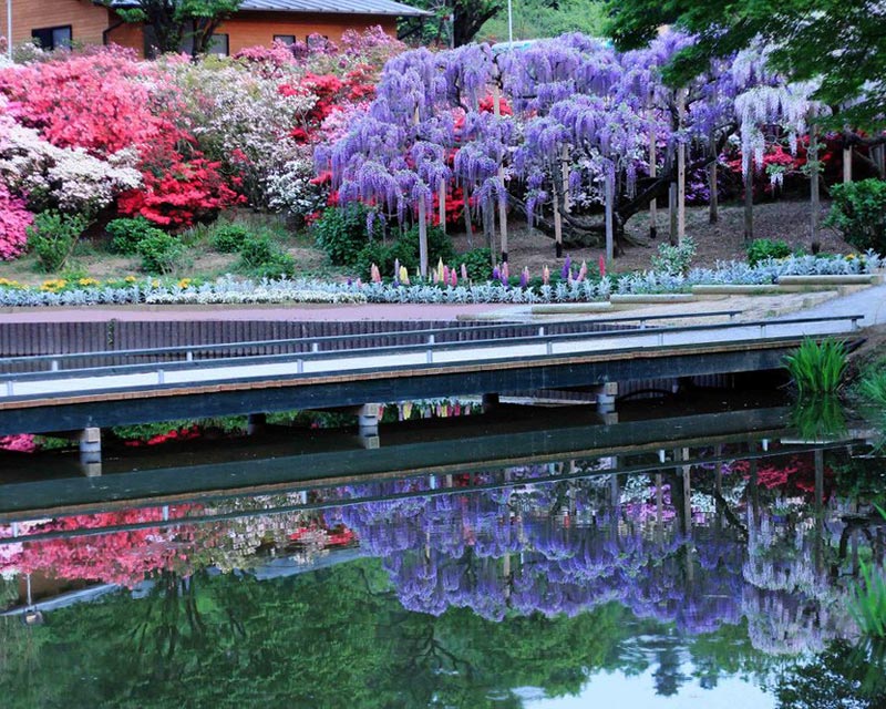 Ashikaga reflections