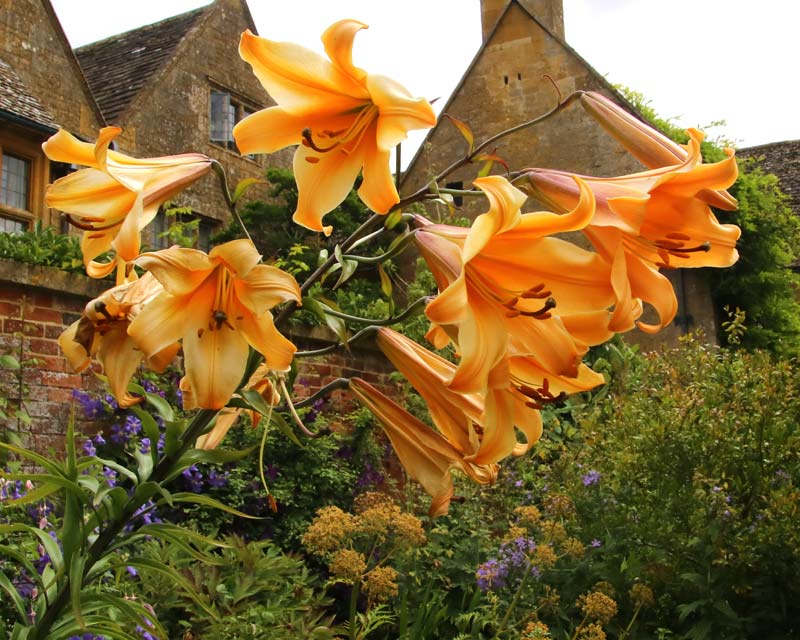 HIdcote Old Garden Lillies