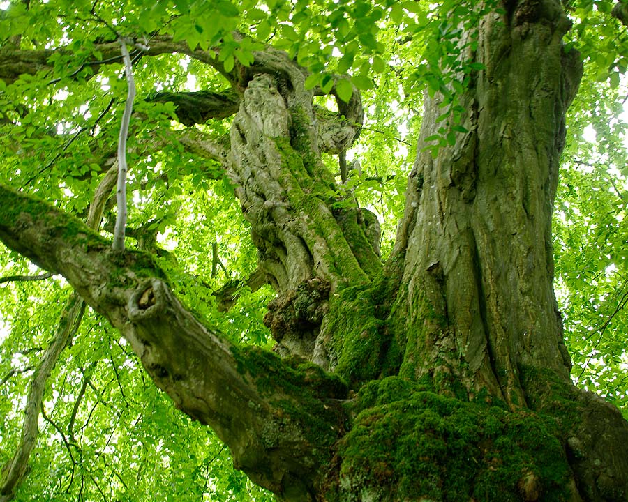 Sezincote gnarled mature tree