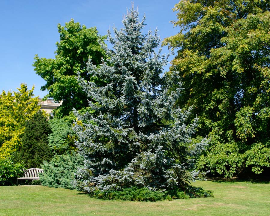 Picea pungens 'Hoopsii' - Waterperry Gardens