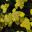 Westbury Court Garden - Flower beds - brilliant yellow flowers of Achillea clavennae