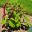 Westbury Court Garden - Flower beds - Amaranthus caudatus