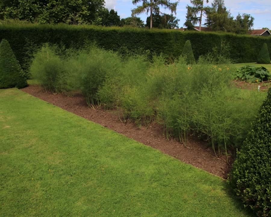 Westbury Court Garden - 17th century Vegetable Plots - Asparagus beds