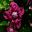 Westbury Court Garden - Walled garden - Clematis viticella 'Plena'