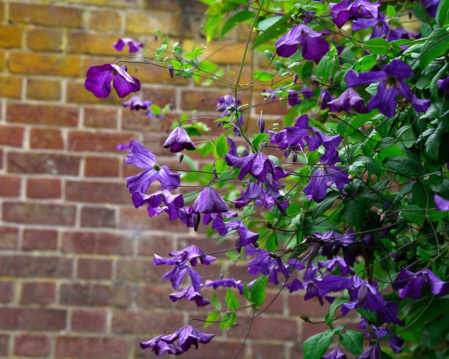 Westbury Court Garden - Walled Garden - Clematis viticella