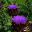 Westbury Court Garden - 17th century Vegetable Plots - Brilliant purple flowers of Artichoke (Cyanara scolymus)