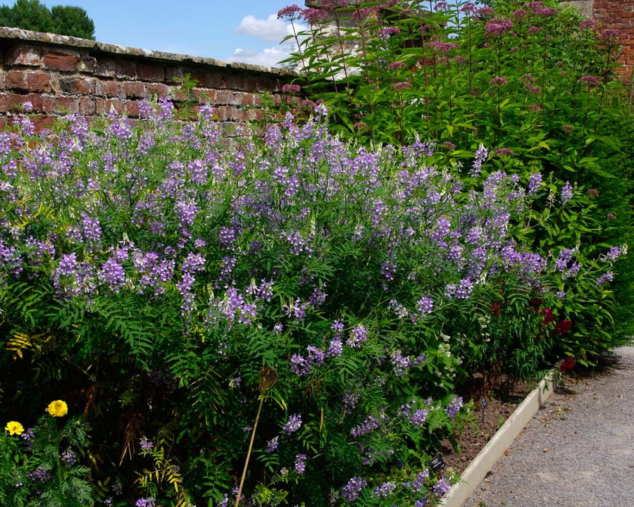 Westbury Court Garden - Garden borders - Galega officinalis