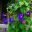 Westbury Court Garden - Walled Garden - Ipomoea purpurea