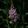 Westbury Court Garden - garden beds - Physostegia virginiana