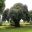 Westbury Court Garden - 400 year old Quercus ilex, Holm Oak